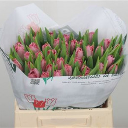 Tulipa Fr Santander (Тюльпан Фр Сантандер)