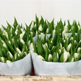 Tulipа Cerise White (Тюльпан Серайз Вайт)
