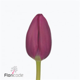 Tulipa Purple (Тюльпан Перпл)