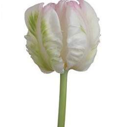 Tulipa Pa Webers Parrot (Тюльпан Па Веберс Паррот)