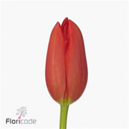 Tulipa Red (Тюльпан Ред)