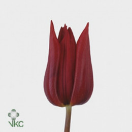 Tulipa Single Deshima (Тюльпан Сингл Дешима)В38