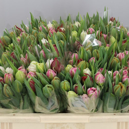 Tulipa Mixed Double (Тюльпан Миксед Дабл)