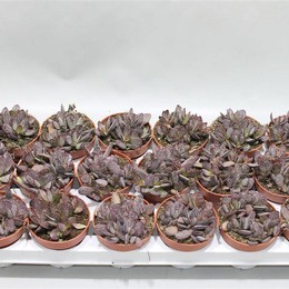 Сердечки из ситца Adromischus ( Adromischus Calico Hearts ) W 8/8,5 см H 12 см