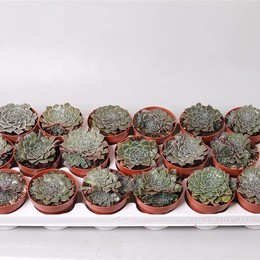 Граптопеталум Беллус Тактикус ( Graptopetalum Bellus Tacticus ) W 8/8,5 см H 12 см