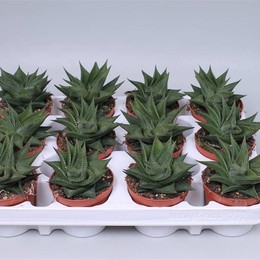 Хавортия Лимифолия Твист ( Haworthia Limifolia Twist ) W 8/8,5 см H 15 см