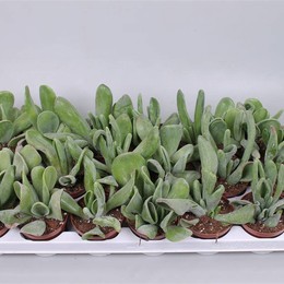 Каланхоэ Орикула ( Kalanchoe Oricula ) W 8/8,5 см H 15 см