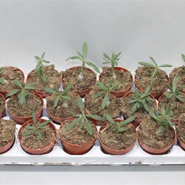 Пахиподиум суккулентный ( Pachypodium Succulentum ) W 8/8,5 см H 15 см