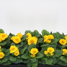 Примула Ac Желтая ( Primula Ac Yellow ) W 10,5 см H 15 см