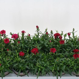 Гвоздика Osc Вишня ( Carnation Osc Cherry ) W 10 см H 20 см