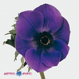 Anemone galil purple (Анемона Галил Перпл) В40