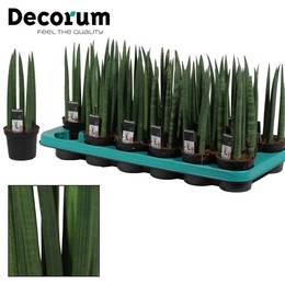 Сансевиерия цилиндрическая 9 см прямая ( Sansevieria Cylindrica 9 Cm Straight (decorum) ) W 9/9,5 см