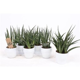 Сансевиерия Люкс, смешанная с белой керамикой ( Sansevieria Luxe Mixed In White ceramics ) W 9/9,5 с