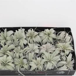 Ксерограф Тилландсии ( Tillandsia Xerograph ) W 9/9,5 см H 9 см