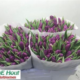 Tulipa en purple flag(Тюльпан ен перпл флаг)В45