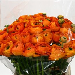 Ranunculus Cloony Orange (Ранункулюс Клуни Оранж) В40