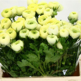 Ranunculus Cloony Cream (Ранункулюс Клуни Крем) В40