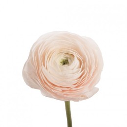 Ranunculus Cloony Pink Pale (Ранункулюс Клуни Пинк Пейл) В40