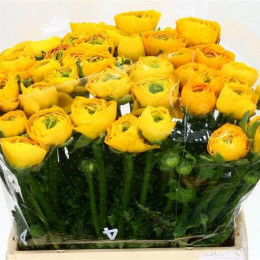 Ranunculus elegance yellow(Ранункулюс элеганс еллоу)В45