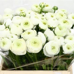 Ranunculus Elegance White Super(Ранункулюс Элеганс Вайт Супер)В40