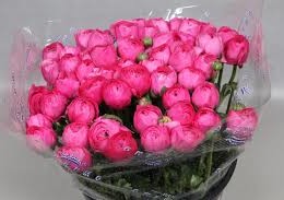 Ranunculus Cloony Hot Pink (Ранункулюс Клуни Хот Пинк) В40