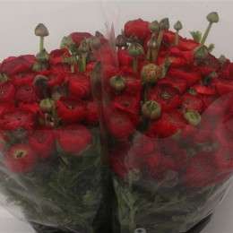 Ranunculus Elegance Rood Super(Ранункулюс Элеганс Руд Супер)В40