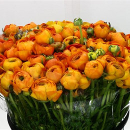 Ranunculus Orange (Ранункулюс Оранж) В40