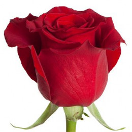 Rosa Scarlata (Роза Скарлата) B60 Star Roses