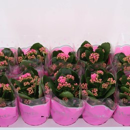 Каланхоэ Ге Серен Розовый ( Kalanchoë Ge Seren Pink ) W 10,5 см H 23 см