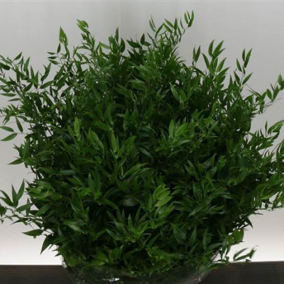 Купить оптом Ruscus Italie (Рускус Италика) В100