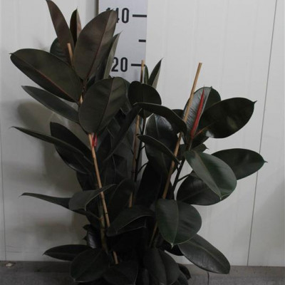 Купить оптом Ficus El Abidjan (Фикус Эл Абиджан) В12