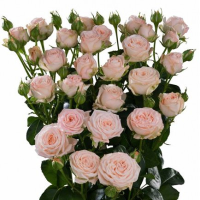 Купить оптом Rosa Tr Bombastic (Роза Тр Бомбастик) В50